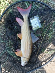 Moxostoma macrolepidotum