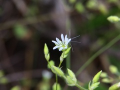 Stellaria cuspidata