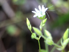 Stellaria cuspidata