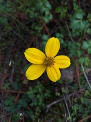 Bidens ostruthioides