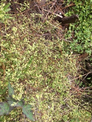 Stellaria cuspidata