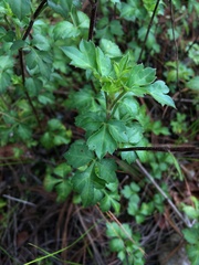 Bidens ostruthioides