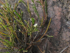 Polygala spinescens