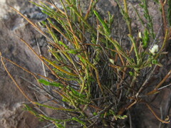 Polygala spinescens