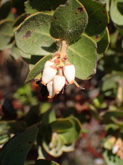 Arctostaphylos purissima