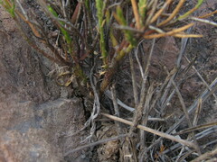 Polygala spinescens