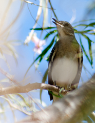 Mimus polyglottos