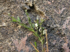 Polygala spinescens