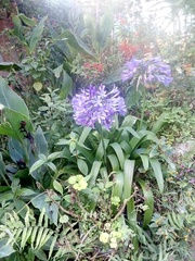 Agapanthus