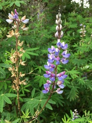 Lupinus
