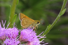 Hesperia attalus slossonae