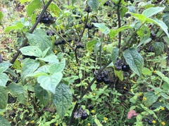 Jaltomata procumbens