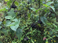 Jaltomata procumbens