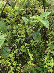 Jaltomata procumbens