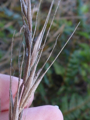 Elymus californicus