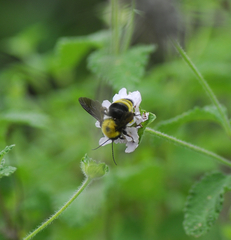 Bombus steindachneri