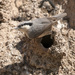 Eastern Rock Nuthatch - Photo (c) Sergey Yeliseev, some rights reserved (CC BY-NC-ND)