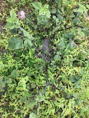 Jaltomata procumbens
