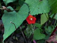 Ipomoea cholulensis