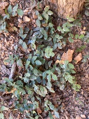Berberis repens