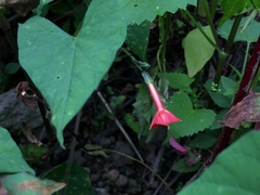 Ipomoea cholulensis