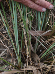 Lomandra multiflora multiflora