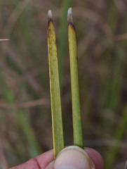 Lomandra multiflora multiflora