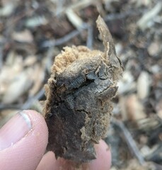 Amphibolips quercuspomiformis