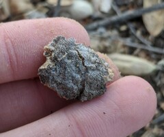 Amphibolips quercuspomiformis