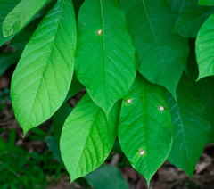 Phyllosticta asiminae