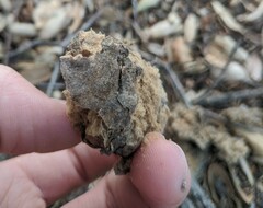 Amphibolips quercuspomiformis