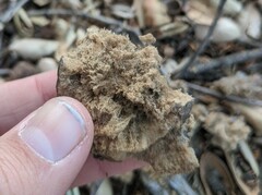 Amphibolips quercuspomiformis