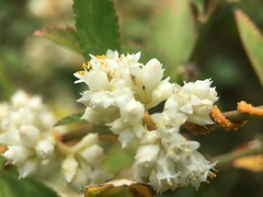 Lippia graveolens