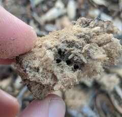 Amphibolips quercuspomiformis