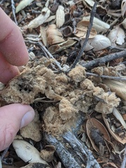 Amphibolips quercuspomiformis