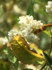 Lippia graveolens
