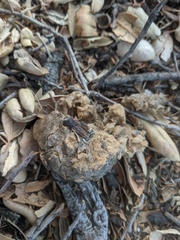 Amphibolips quercuspomiformis