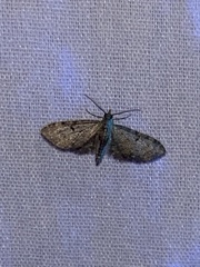 Eupithecia