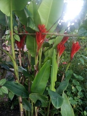 Musa coccinea