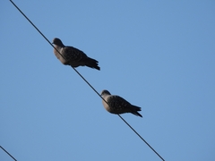 Patagioenas maculosa