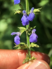 Salvia longispicata