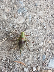 Barbitistes serricauda