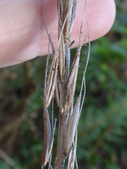 Elymus californicus