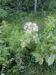 Eupatorieae
