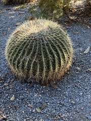 Kroenleinia grusonii