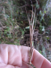 Elymus californicus