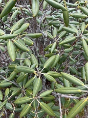 Rhododendron