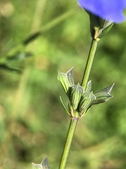 Salvia reptans