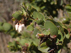 Arctostaphylos purissima