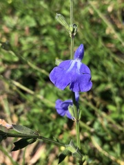 Salvia reptans